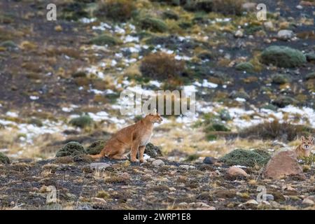 Puma Wandern in Bergumgebung, Nationalpark Torres del Paine, Patagonien, Chile. Stockfoto