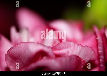 Ein Abstact Nahaufnahme von rosa und roten Blüten-Blüten Stockfoto