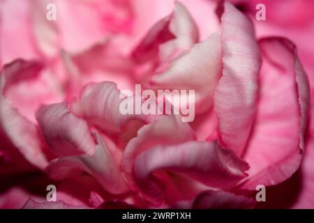 Ein Abstact Nahaufnahme von rosa und roten Blüten-Blüten Stockfoto