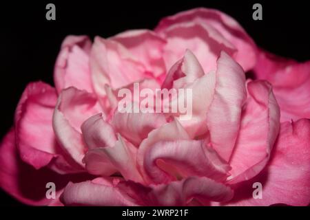 Ein Abstact Nahaufnahme von rosa und roten Blüten-Blüten Stockfoto