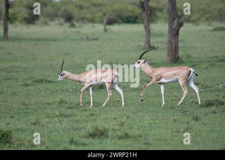 Ein Paar Grants Gazelle (Gazella granti), wobei der Mann das Weibchen verfolgt Stockfoto