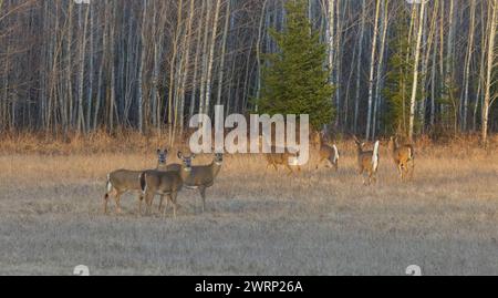 Wildschwanzhirsche, die für die Sicherheit des Waldes laufen. Stockfoto