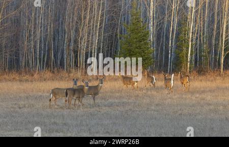 Wildschwanzhirsche, die für die Sicherheit des Waldes laufen. Stockfoto