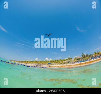 Der wunderschöne Karibikstrand war total dreckig und dreckig. Das Problem mit den Algen in Playa del Carmen Quintana Roo Mexiko Stockfoto