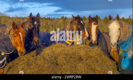 Lauder, Scottish Borders, UK. März 2024. Eine Gruppe von Pferden versammelt sich, um Heu zu essen, während die Abendsonne in Lauder an der schottischen Grenze scheint. Bilder: phil wilkinson/Alamy Live News Stockfoto