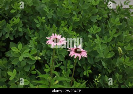 Zwei blühende Purple Coneflower vor einem False Blue Indigo Bush in Wisconsin, im Sommer Stockfoto