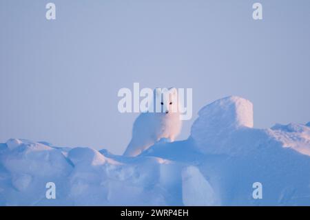 Der neugierige Polarfuchs Alopex lagopus reist in seinem Winterfell an der arktischen Küste auf der Suche nach Nahrung und alaska Stockfoto