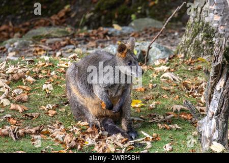 Swamp Wallaby, Wallabia bicolor, ist einer der kleineren Kängurus. Diese wallaby ist auch bekannt als der schwarze Wallaby bekannt Stockfoto