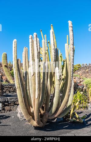 Einzigartige Kaktuspflanzen, die in vulkanischem Lavaböden wachsen. Kaktusgarten, Lanzarote, Kanarische Inseln Spanien. Reise- und Umweltkonzept. Stockfoto