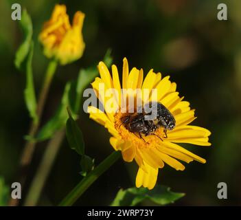 Frühling, Oeiras, Portugal. Ein Paar Apfelblüten-beatles - Tropinota hirta, paart auf einer gelben Maismarigold - Glebionis segetum. Portugal. Stockfoto