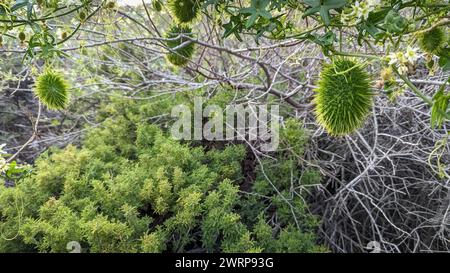 Nahaufnahme von grüner Wildgurke (Marah fabacea), die an einer Rebe hängt. Stockfoto