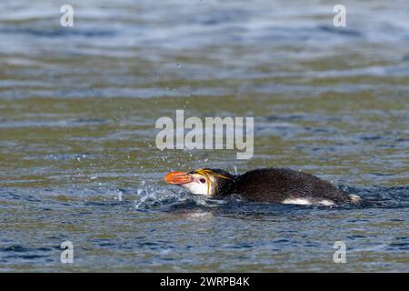 Australien, Tasmanien, Macquarie Island, Sandy Bay (UNESCO) Königliche Pinguine Eudyptes schlegeli) schwimmen am schwarzen Sandstrand. Stockfoto