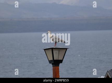 Schwarz gesicherter Ibis-Vogel (Theristicus melanopis) steht auf einer Straße farol Stockfoto