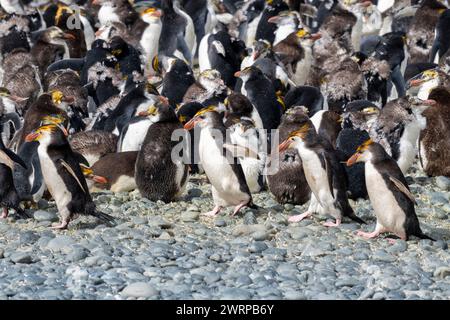 Australien, Tasmanien, Macquarie Island, Sandy Bay (UNESCO) Königliche Pinguine (Eudyptes schlegeli), die sich ansiedeln, endemische Arten. Stockfoto