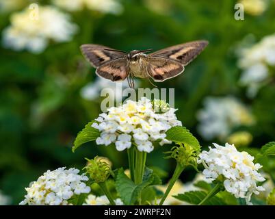 Eine weiß gesäumte Sphinx-Motte nähert sich einer weißen Lantana-Blume mit gerollter Zunge. Von vorne gesehen, Nahaufnahme. Stockfoto