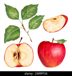 Frucht Set von roten Äpfeln mit Blättern.botanische Illustration mit Aquarellen und Markierungen.Hand gezeichnete isolierte Kunst.Food Clipart für Lebensmittelverpackungsdesign Stockfoto