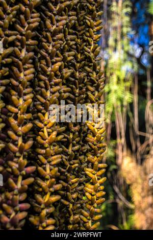 Früchte einer Fischschwanzpalme (Caryota mitis), einer Palmenart, die im tropischen Asien in Brasilien beheimatet ist Stockfoto