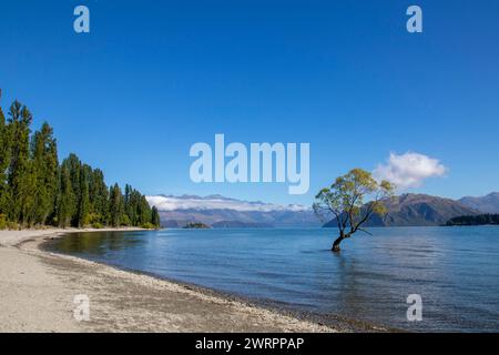 Die Wanaka Willow, ein Name für einen Weidenbaum, befindet sich am südlichen Ende des Lake Wanaka in der Otago-Region Neuseelands. Stockfoto