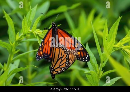 Zwei wunderschöne orange-schwarze Monarchschmetterlinge, die sich an einem Sommertag im Como Park Zoo und Conservatory in St. Paul paaren können. Stockfoto