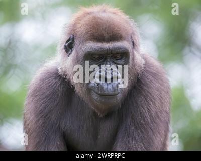 Nahaufnahme eines Silberrückengorillas an einem Sommertag im Como Park Zoo and Conservatory in St. Paul, Minnesota, USA. Stockfoto