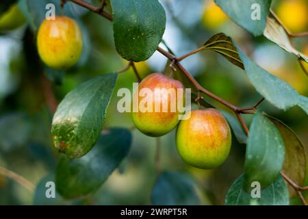 Apple kul ist ein Kraftpaket aus essentiellen Vitaminen und Antioxidantien. Sehr reich an Vitamin C. Jujube Früchte oder Süßapfel kul, haben neuroprotektive Wirkung Stockfoto