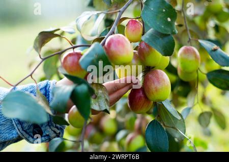 Die indische Pflaume, auch bekannt als Jujube oder Apfelber, ist eine süße, leicht säuerliche Frucht aus Südasien. Jujube-Früchte verbessern Immunität, Verdauung, BH Stockfoto