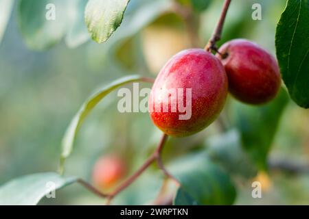 Die Jujube-Frucht, auch bekannt als Rotdatier oder chinesischer Apfel, ist in Südasien beheimatet, hat aber heute weltweit an Popularität gewonnen. Die bunten Stockfoto