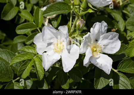 Rosa rugosa „Alba“ hat einzelne, weiße Blüten von seidiger Textur mit einem starken Duft der Alten Rose Stockfoto