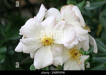 Rosa 'Sally Holmes' hat einzelne, cremeweiße Blüten Stockfoto