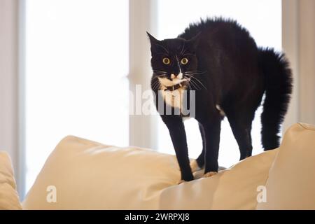 Katze, Heim und Sofa mit Porträt, Überraschung und Schock eines Haustiers auf einer Wohnzimmercouch mit Haarehebung. Tier, Lounge und Stress mit schwarzem Fell von A Stockfoto