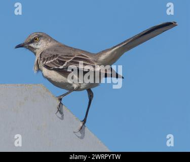 Nördliche Mockingbird, Erwachsener. Palo Alto Baylands, Santa Clara County, Kalifornien, USA. Stockfoto