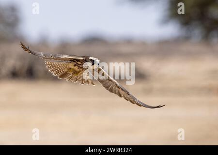 Lanner Falke (Falco biarmicus) im Flug Stockfoto