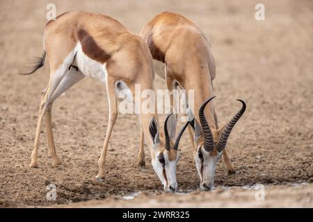 Stockfoto eines männlichen und weiblichen Springbocks (Antidorcas marsupialis), die nebeneinander trinken Stockfoto