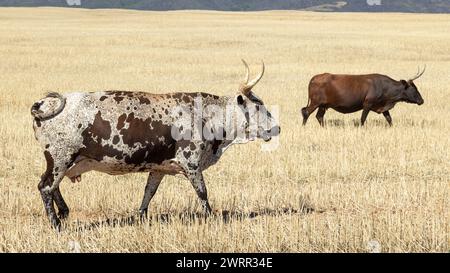 Zwei Nguni-Kühe, die auf einem ernteten Weizenfeld im Westkap fressen Stockfoto