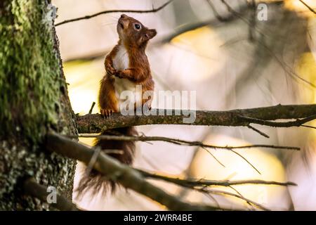 Aktenfoto vom 11/21: Ein rotes Eichhörnchen, das vor dem Winter im Widdale Red Squirrel Reserve im Yorkshire Dales National Park nach Nahrung sucht. Das Vereinigte Königreich ist eines der am stärksten von der Natur betroffenen Länder der Welt und steht vor einem unumkehrbaren Niedergang ohne dringende politische Maßnahmen, warnte der WWF. Ausgabedatum: Donnerstag, 14. März 2024. Stockfoto