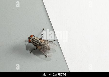 Eine detaillierte Makroaufnahme erfasst eine gewöhnliche Stubenfliege, die auf der Grenze einer weißen und grauen Oberfläche liegt Stockfoto