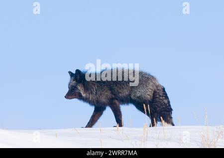 Rotfuchs, Vulpes vulpes, erwachsen, sein Fell in einer silbernen Phase, reist im Winter entlang der arktischen Küste auf der Suche nach Nahrung, Alaska Stockfoto