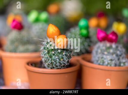 Bunte Miniaturkakteen auf dem Blumenmarkt in Funchal, Madeira, Portugal Stockfoto