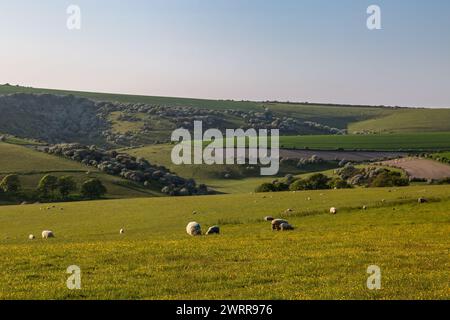 Eine ländliche Landschaft von Sussex mit weidenden Schafen in der Nähe von Ditchling Beaon, mit einem blauen Himmel über dem Kopf Stockfoto