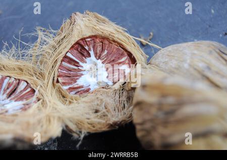 Areca-Nüsse, die halbiert werden, weisen einen weißen und braunen Inhalt auf. Nahaufnahme. Stockfoto
