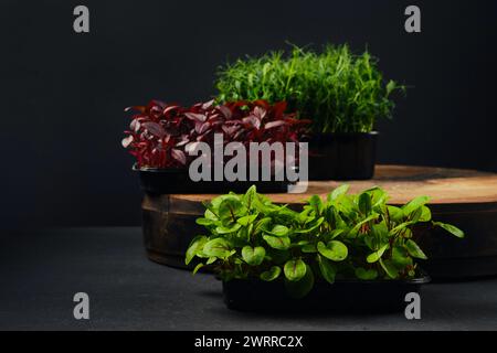 Niedriges Foto von Sauerampfer, Amaranth und Erbsenmikrogrün-Sprossen in Tabletts auf schwarzem Hintergrund Stockfoto