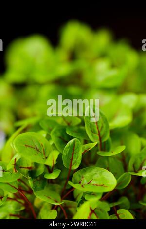 Nahaufnahme der Blätter von gekeimten Sauerampfer-Samen, Foto mit geringer Schärfentiefe Stockfoto