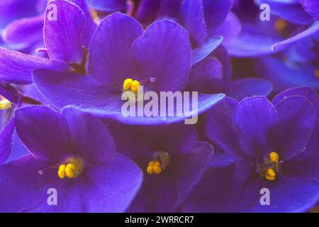 Nahaufnahme dunkelvioletter afrikanischer Veilchenblüten mit gelben Stamen. Geringe Schärfentiefe. Selektiver Fokus. Blumenhintergrund Stockfoto