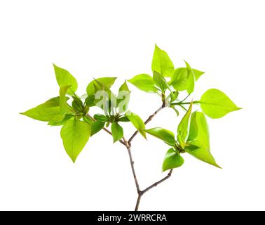 Junge Zweige des Flieders (Syringa vulgaris) isoliert auf weißem Hintergrund. Stockfoto