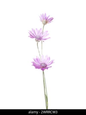 Drei Wildblumen in Fliederfarbe isoliert auf weißem Hintergrund. Xeranthemum annuum (Immortelle) Stockfoto