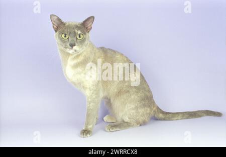 Burmesische Lilac Tortie Sitting Studio auf Flieder Hintergrund Stockfoto