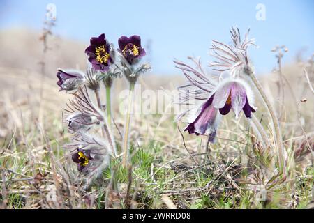 Nahaufnahme violett blühender Pflanzen auf einer Wiese. Pulsatilla Pratensis. Selektiver Fokus Stockfoto