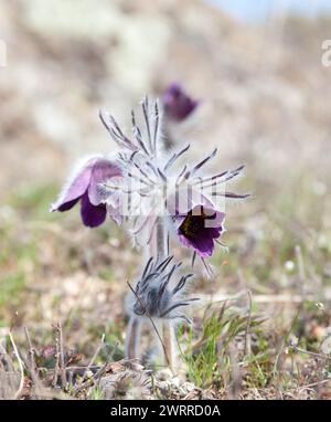 Nahaufnahme von Pulsatilla pratensis auf einer Wiese im Frühfrühling. Selektiver Fokus Stockfoto