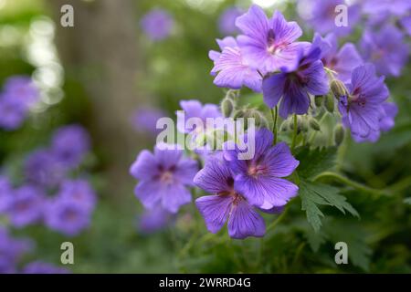 Blumen, Hortensie und Vegetation im Frühling im Garten, Natur und Gewächshaus auf dem Land in Kanada. Pflanzen, Terrasse und Grünland mit Blütenblättern Stockfoto