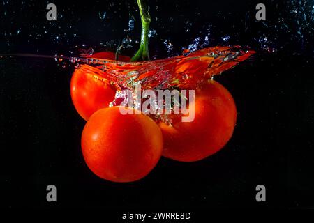 Frische rote Tomate, die ins Wasser fällt, mit Wasserspritzer und Luftblasen auf schwarzem Hintergrund. Stockfoto